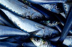sardines in net at annual sardine run in south africa by Gregory Grant 